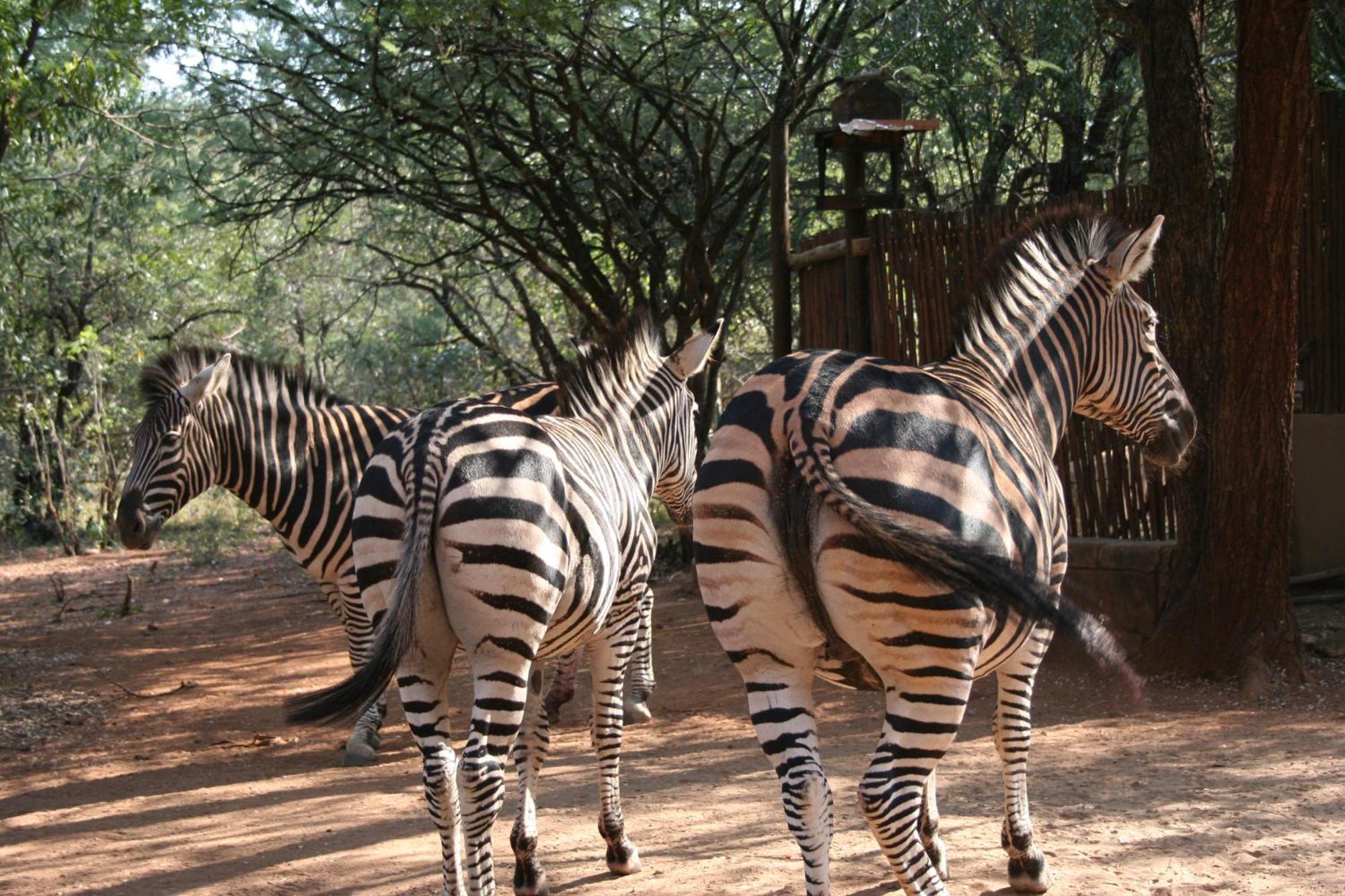 Kiburi Cottage @ Kruger Marloth Park Eksteriør bilde